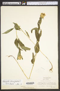 Monarda clinopodia image