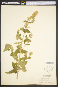 Nepeta cataria image