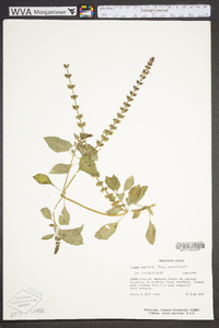 Ocimum tenuiflorum image