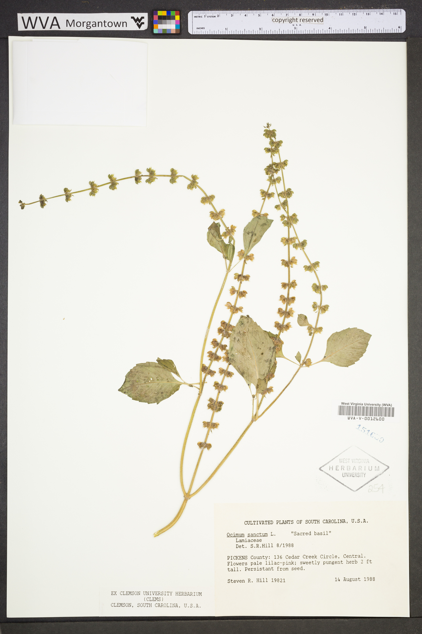 Ocimum tenuiflorum image