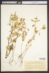 Ocimum campechianum image