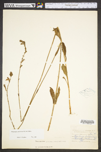 Physostegia purpurea image