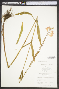 Physostegia leptophylla image