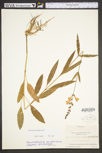 Physostegia leptophylla image