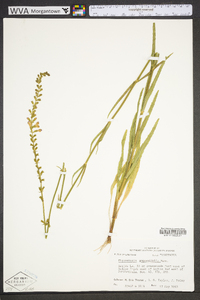 Physostegia angustifolia image