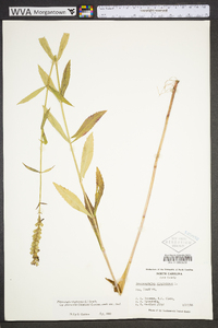 Physostegia virginiana image