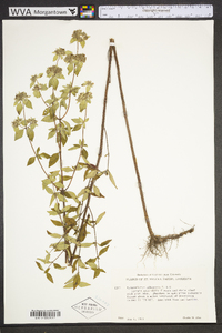 Pycnanthemum albescens image