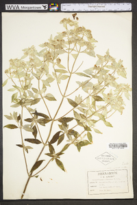 Pycnanthemum albescens image