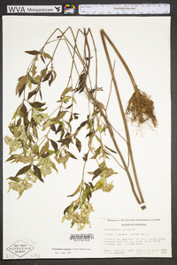 Pycnanthemum albescens image