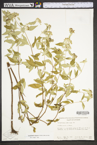 Pycnanthemum albescens image