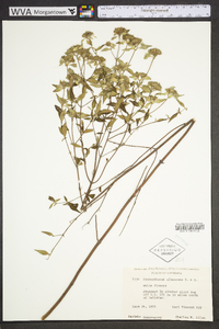 Pycnanthemum albescens image