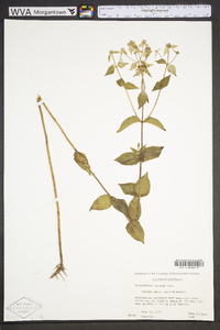 Pycnanthemum muticum image