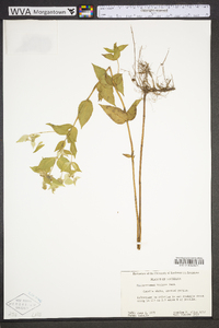 Pycnanthemum muticum image