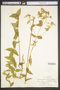 Pycnanthemum muticum image