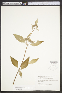 Pycnanthemum pycnanthemoides image