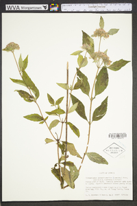 Pycnanthemum pycnanthemoides image