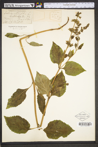 Salvia urticifolia image