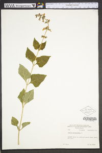 Salvia urticifolia image