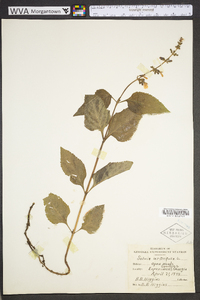 Salvia urticifolia image