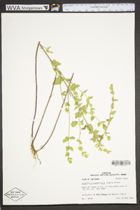 Scutellaria cardiophylla image