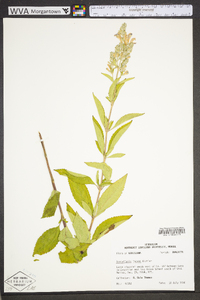 Scutellaria incana image