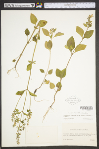 Scutellaria elliptica image