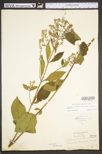 Scutellaria incana image