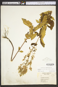 Scutellaria incana image