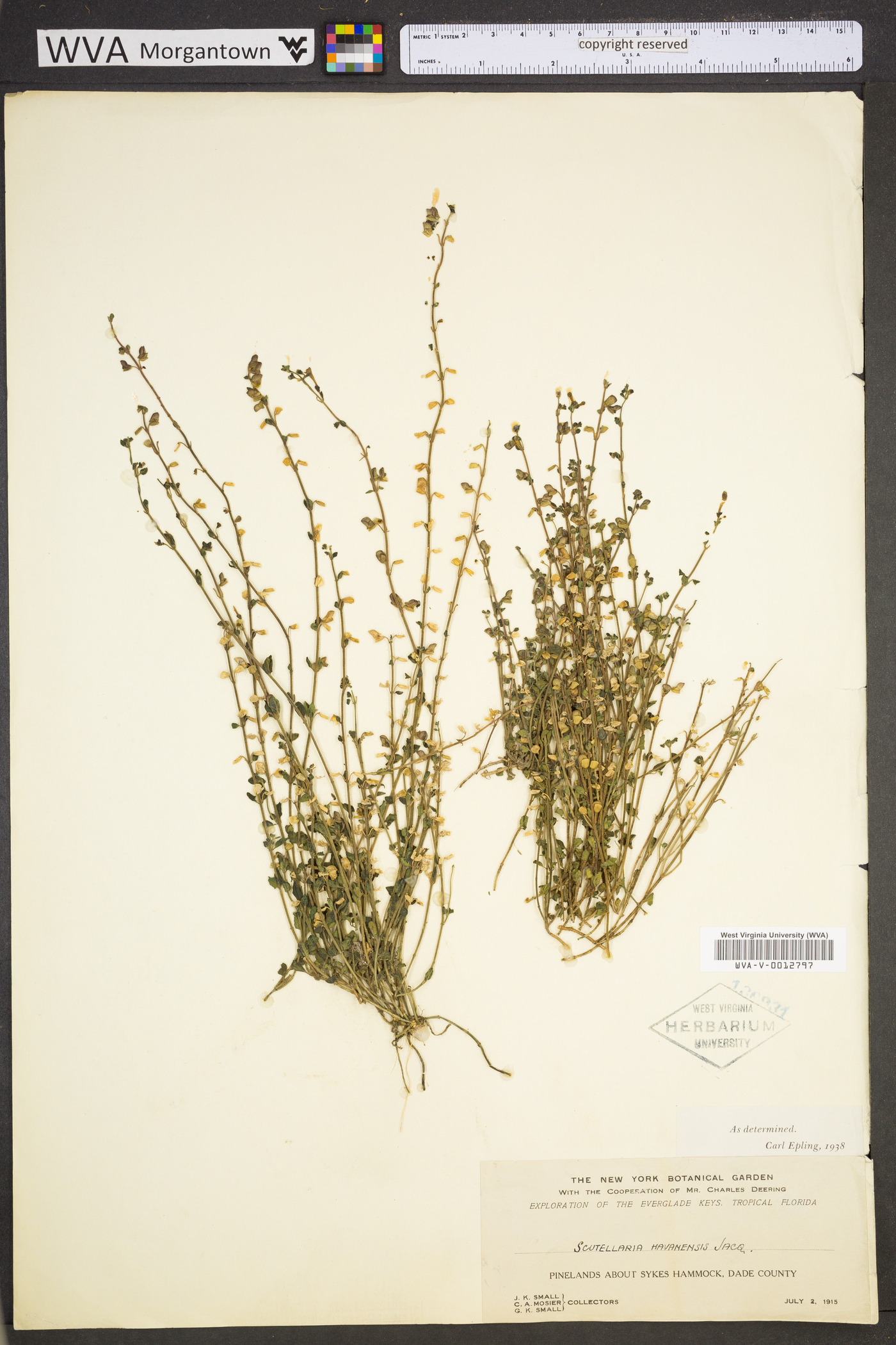 Scutellaria havanensis image