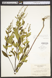 Scutellaria incana image