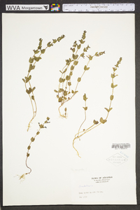 Scutellaria parvula image