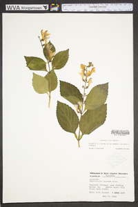 Scutellaria serrata image