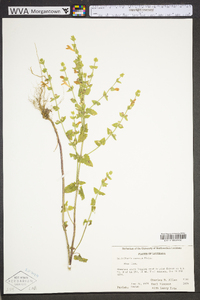 Scutellaria parvula image