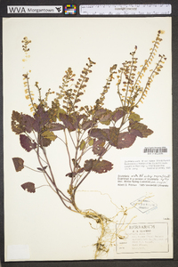 Scutellaria ovata image