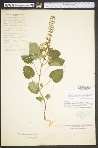 Scutellaria ovata image