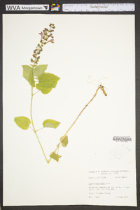 Scutellaria ovata image