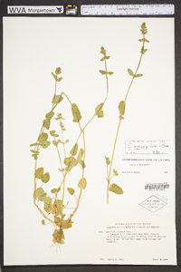 Stachys crenata image