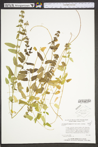 Stachys floridana image