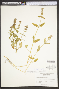 Stachys floridana image