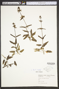 Stachys floridana image