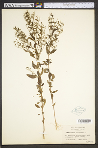 Trichostema dichotomum image