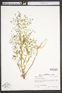 Trichostema dichotomum image