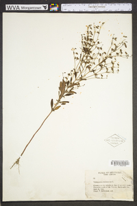 Trichostema dichotomum image