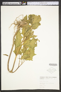 Datura stramonium image