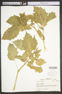 Physalis angulata image