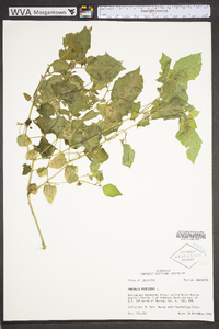 Physalis pubescens image