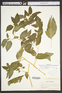 Physalis longifolia image