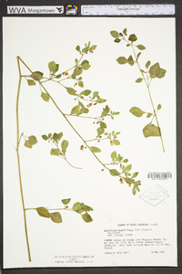 Salpichroa origanifolia image