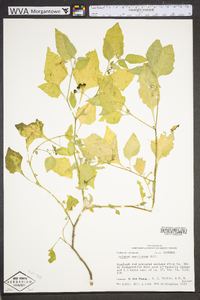 Solanum americanum image