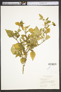 Solanum americanum image